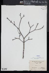 Cornus racemosa image