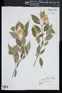 Cornus racemosa image