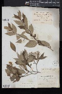 Cornus racemosa image