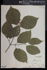 Cornus rugosa image