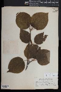 Cornus rugosa image