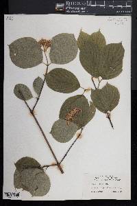 Cornus rugosa image