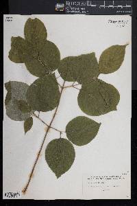 Cornus rugosa image