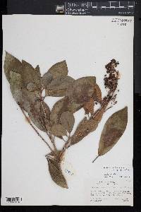 Hydrangea serratifolia image