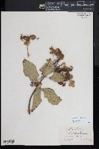 Hydrangea xanthoneura image