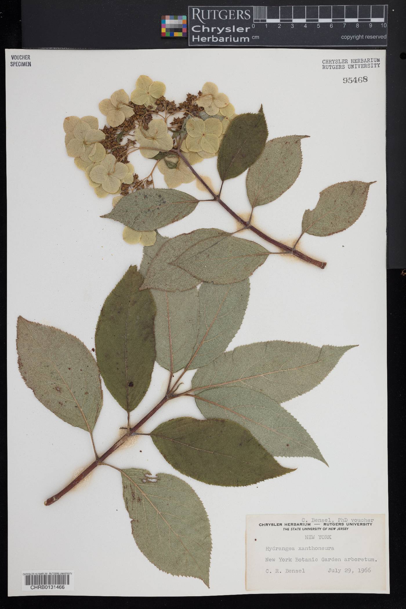 Hydrangea xanthoneura image