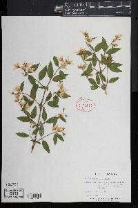 Philadelphus coronarius image