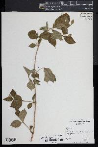 Philadelphus coronarius image