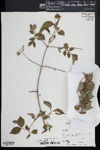 Philadelphus coronarius image