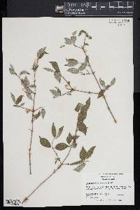 Philadelphus hirsutus image