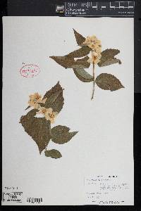 Philadelphus inodorus image