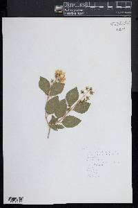 Philadelphus lewisii image