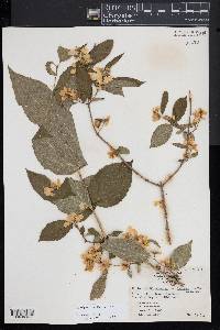 Philadelphus pubescens image