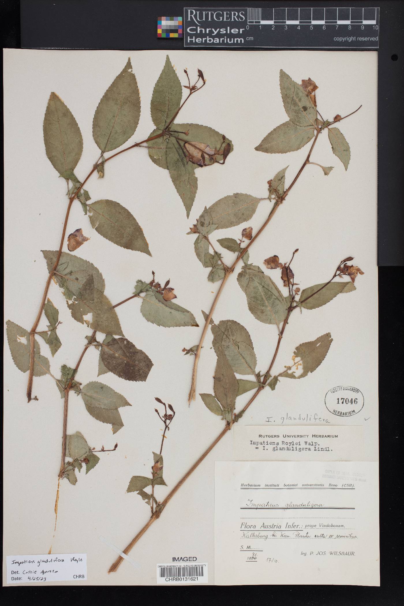 Impatiens glandulifera image
