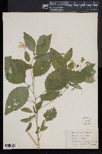 Impatiens pallida image