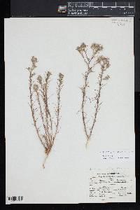 Eriastrum pluriflorum image