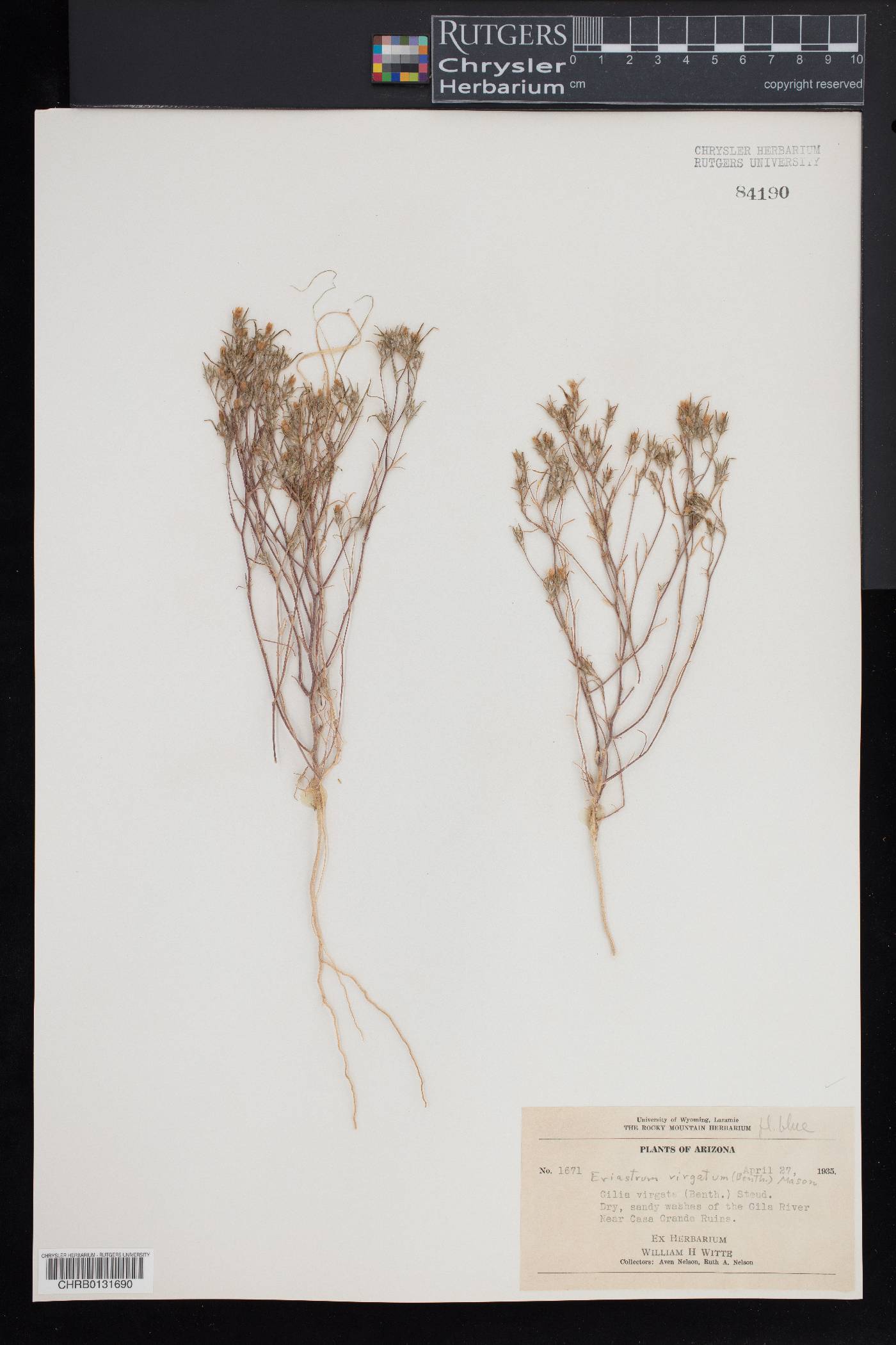 Eriastrum virgatum image