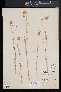 Gilia capitata image