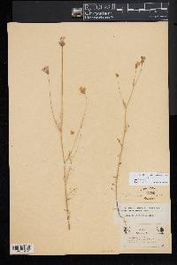 Gilia achilleifolia subsp. multicaulis image