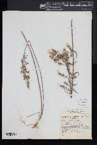 Loeselia glandulosa image