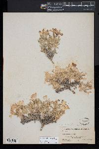 Phlox alyssifolia subsp. abdita image