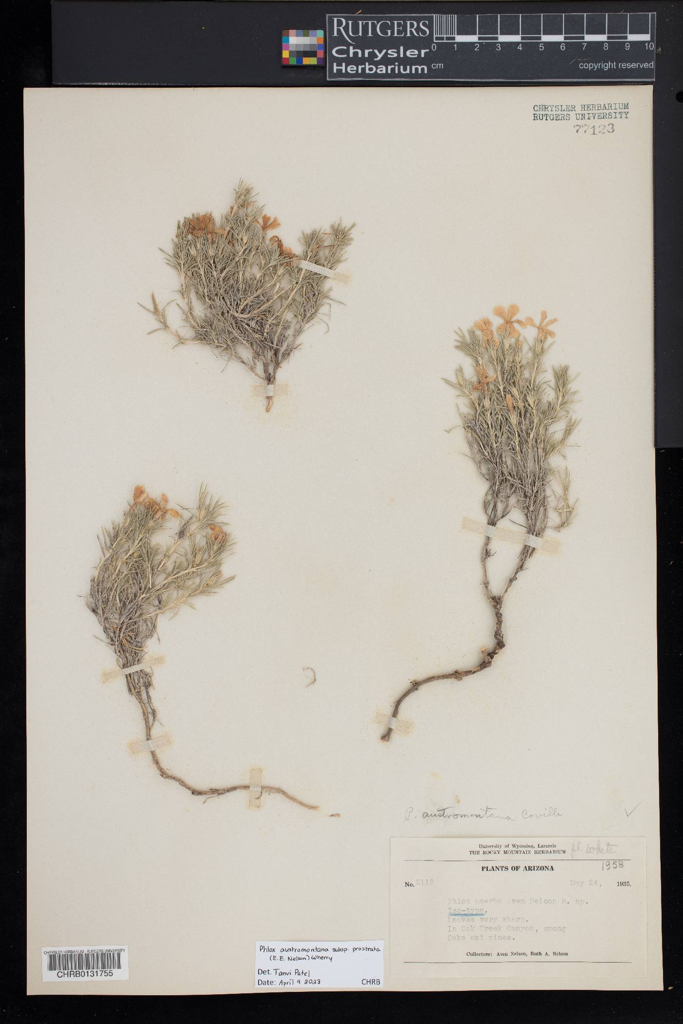 Phlox austromontana subsp. prostrata image