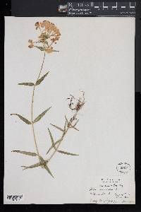 Phlox maculata image