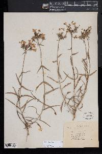 Phlox pilosa subsp. detonsa image