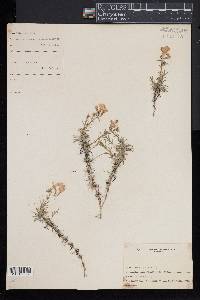 Phlox subulata image