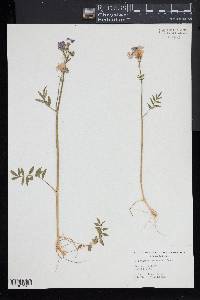 Polemonium boreale image