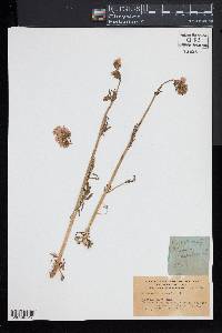 Polemonium caeruleum image