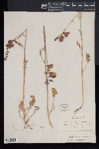 Polemonium caeruleum image