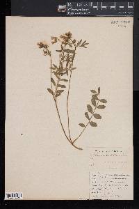 Polemonium reptans image