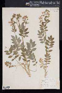 Polemonium reptans image