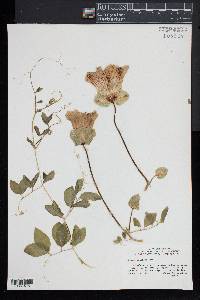 Cobaea scandens image