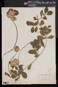 Cobaea scandens image