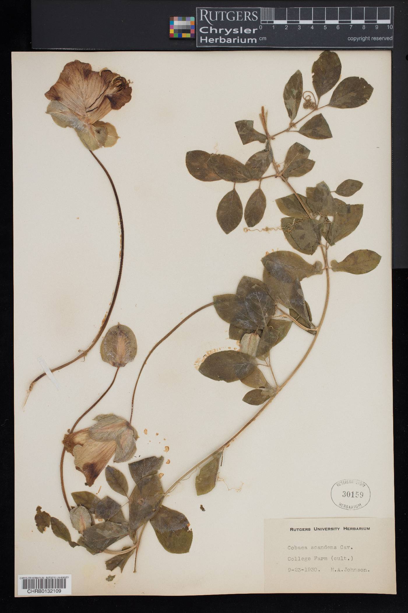 Cobaea scandens image