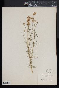 Gilia capitata image