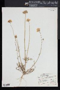 Gilia capitata subsp. abrotanifolia image