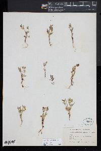 Leptosiphon parviflorus image