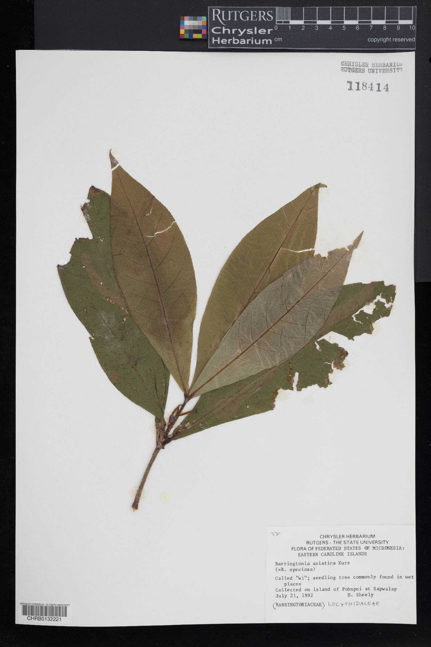 Barringtonia asiatica image