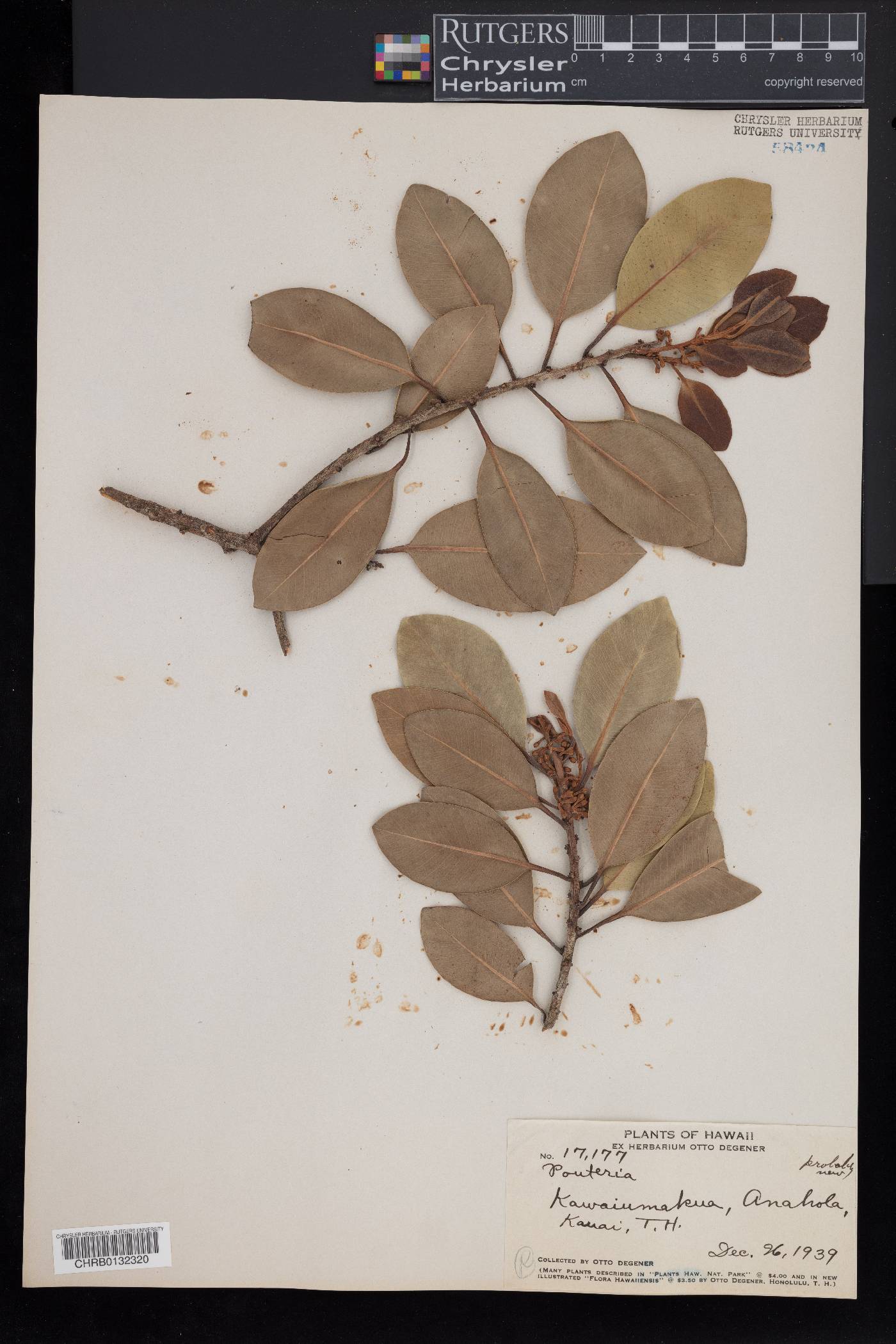 Pouchetia image