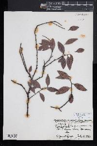 Diospyros sandwicensis image