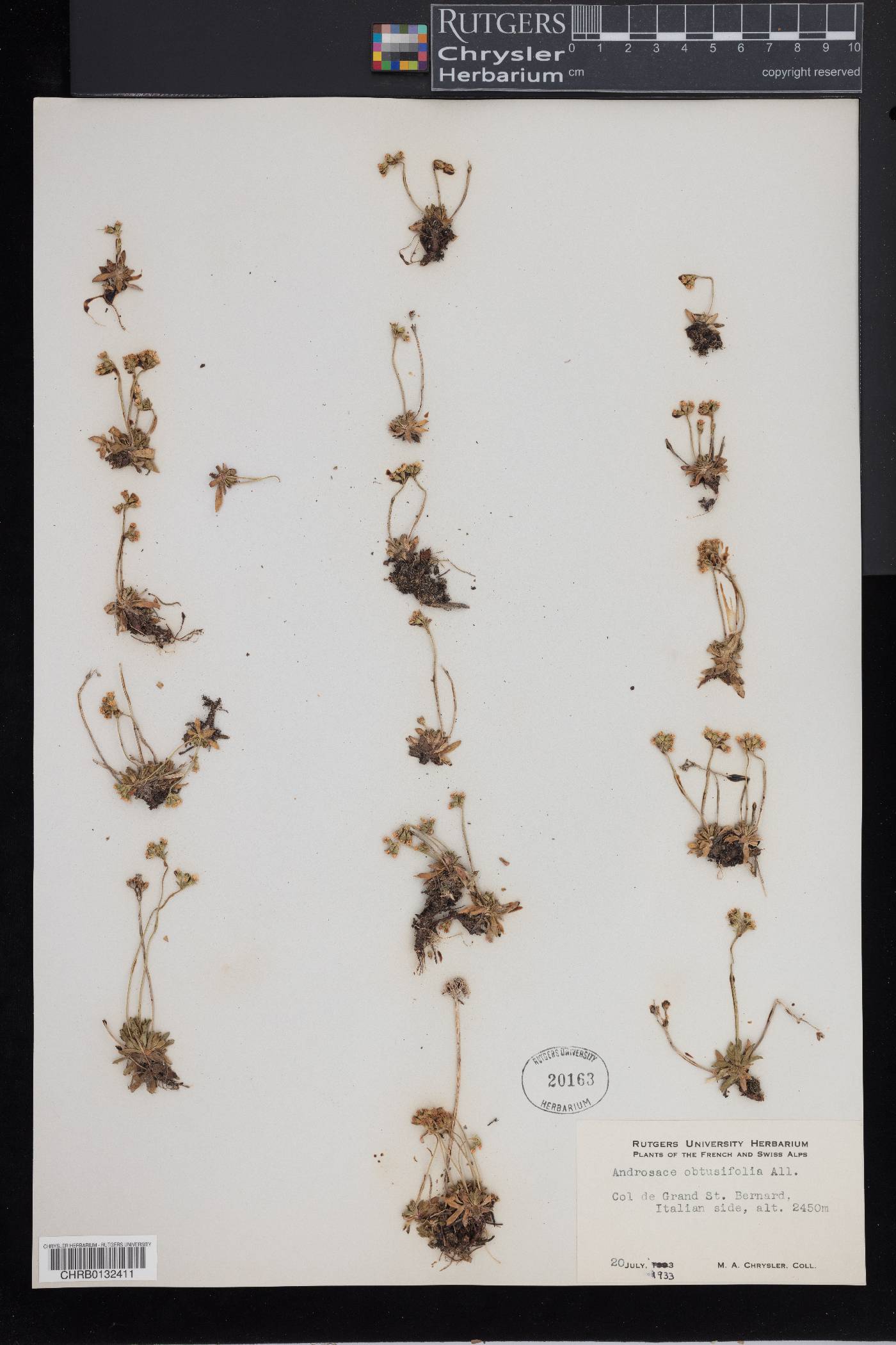 Androsace obtusifolia image