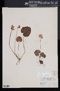 Cyclamen purpurascens image