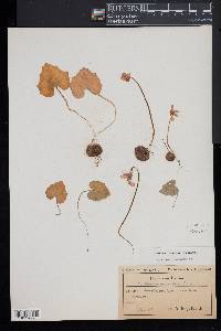 Cyclamen repandum image