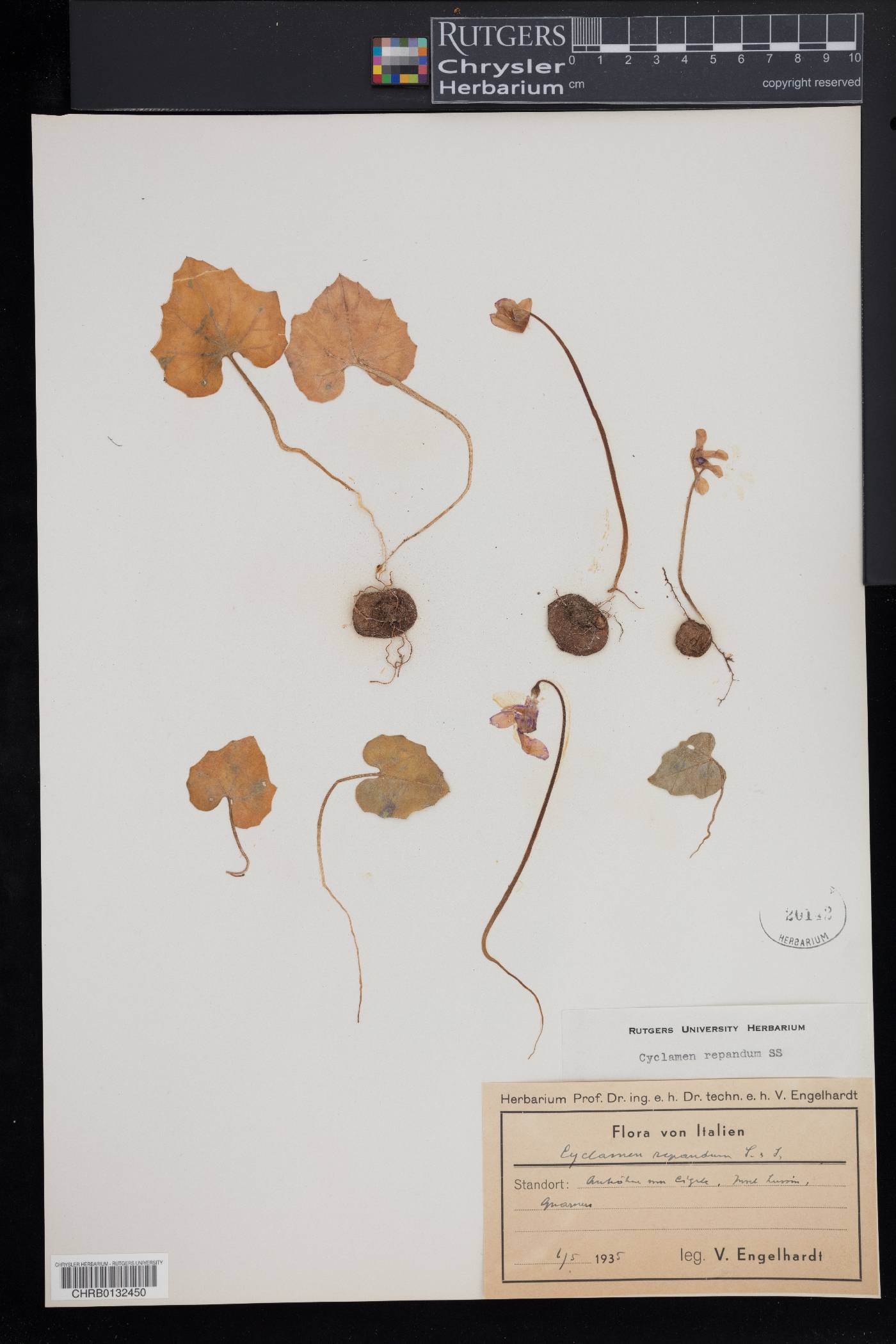 Cyclamen repandum image