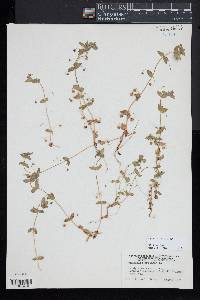 Lysimachia arvensis image