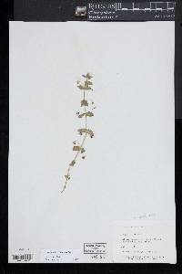 Lysimachia arvensis image