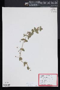 Lysimachia arvensis image